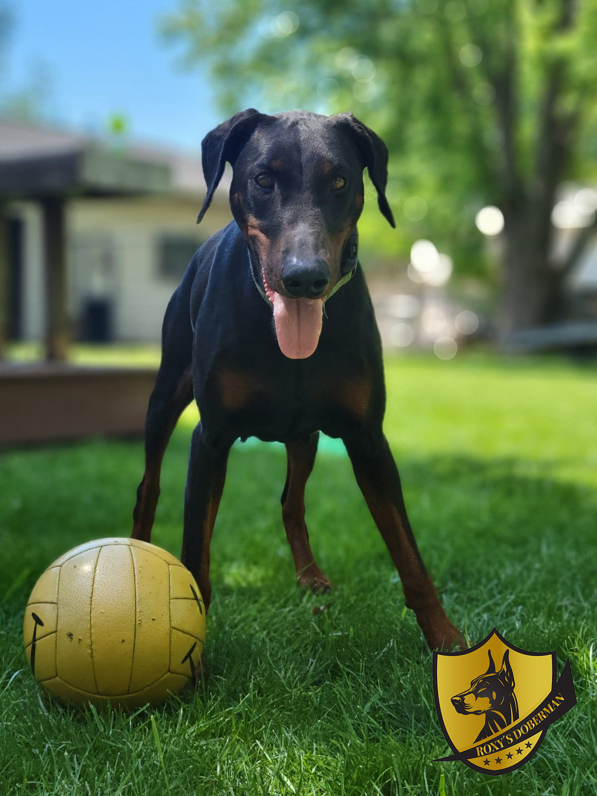 Dobermans and Their Living Requirements: What You Really Need to Know