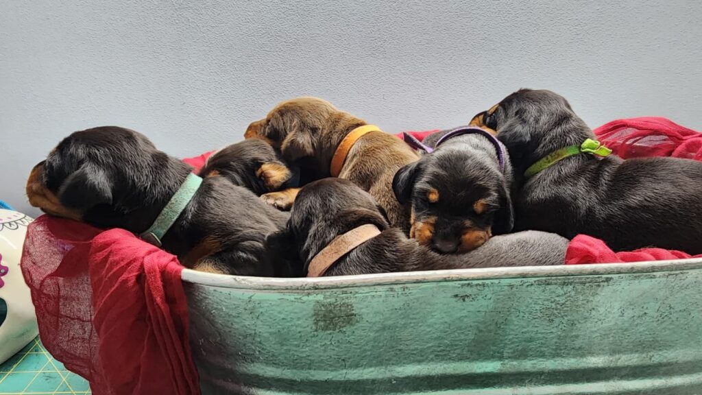 Litters Born in August