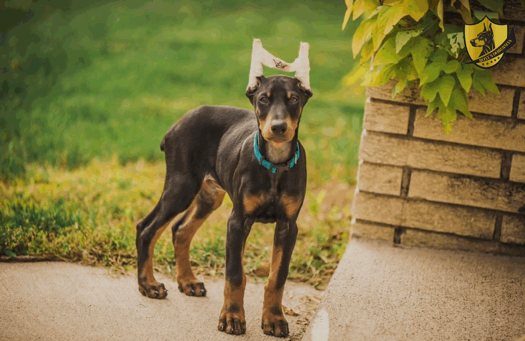 The Hidden Dangers of Overusing Antibiotics in Dogs