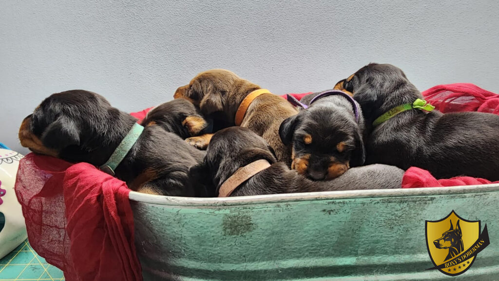 Happy National Dog Week Minneapolis-Roxysdoberman