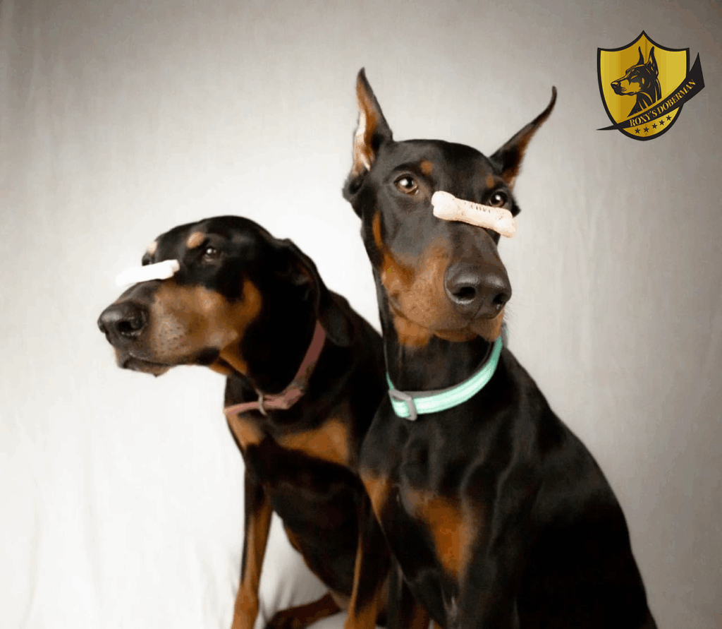 The Raw Truth: Why Feeding Raw Can Transform Your Dog’s Health