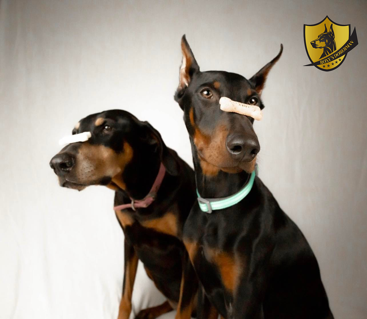 The Raw Truth: Why Feeding Raw Can Transform Your Dog’s Health