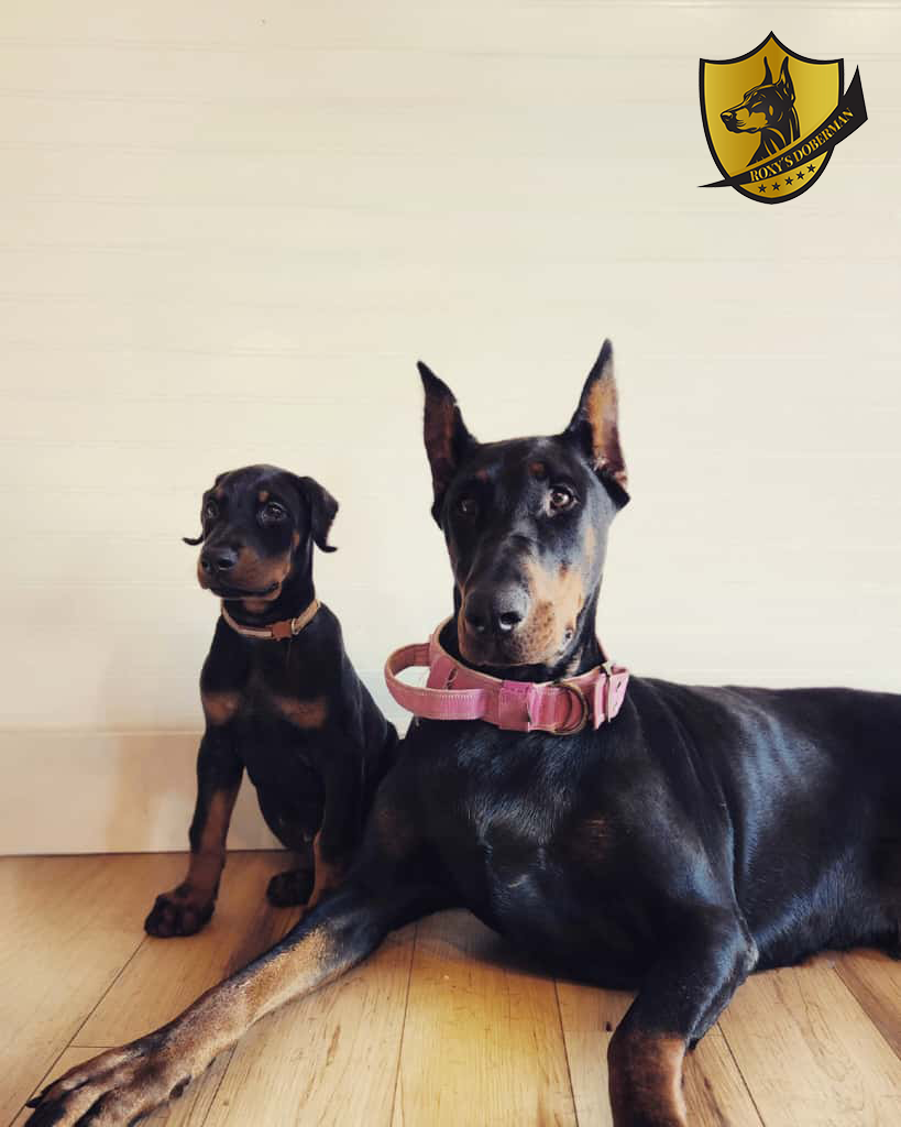 Are Dobermans Good as Solo Dogs?